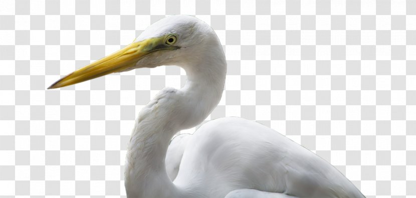 Great Egret Bird Crane Heron - Pelecaniformes - Egrethd Transparent PNG