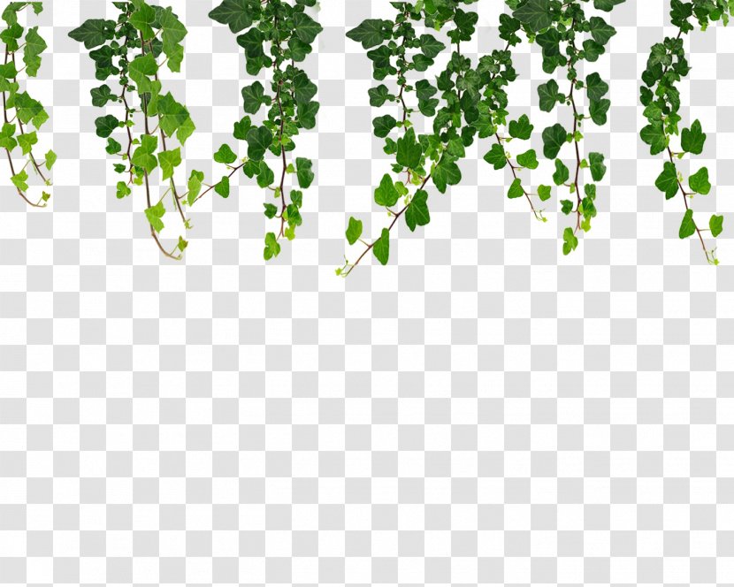 Clip Art Image Drawing Openclipart - Green - Vine Symbol Transparent PNG