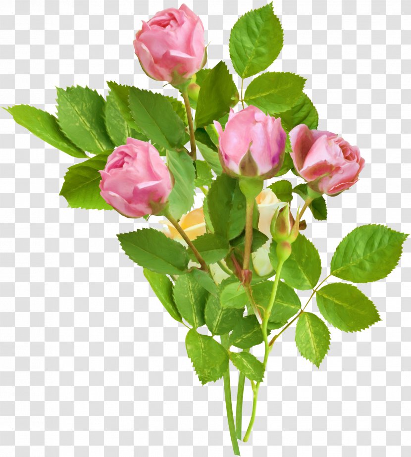 Garden Roses Flower Pink Clip Art - Rose - Mahavir Transparent PNG