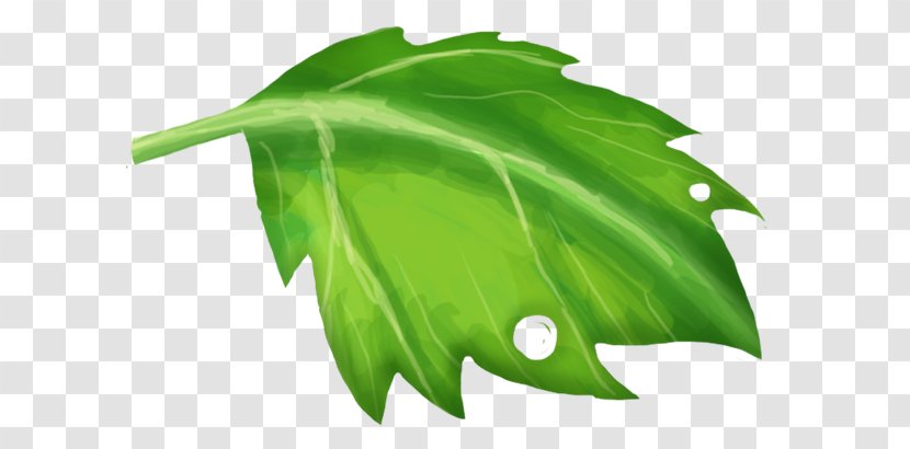 Leaf Red Green Clip Art - Plant Transparent PNG