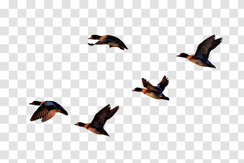 Birds Duck Bird Migration Riddle Beak Transparent PNG