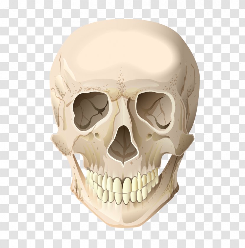 Skull Skeleton Head Bone - Jaw - Cranial Vector Terrorist Transparent PNG