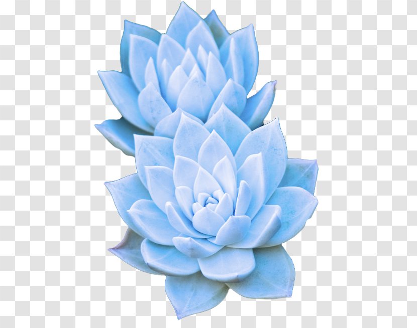Blue Echeveria Flower Plant Petal - Stonecrop Family Aquatic Transparent PNG