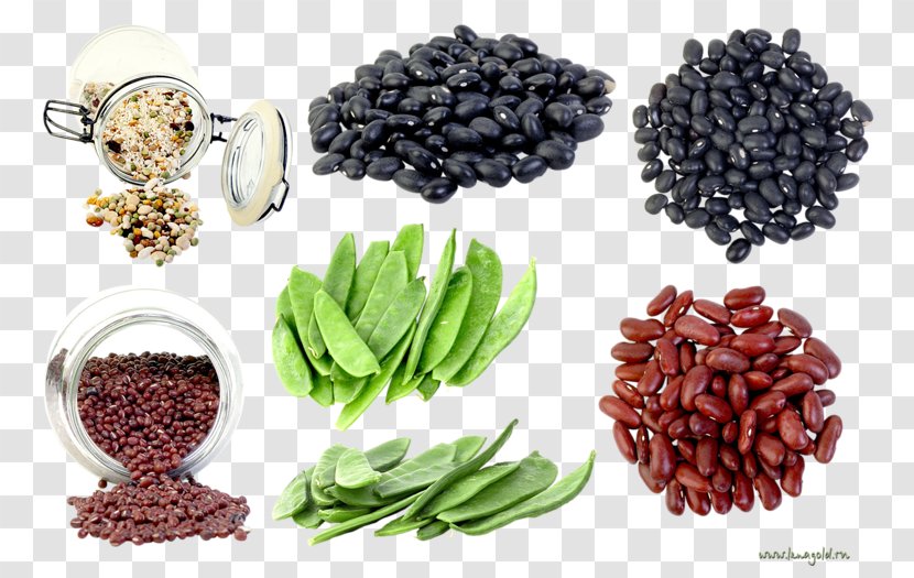 Broad Bean Legumes Pea Transparent PNG
