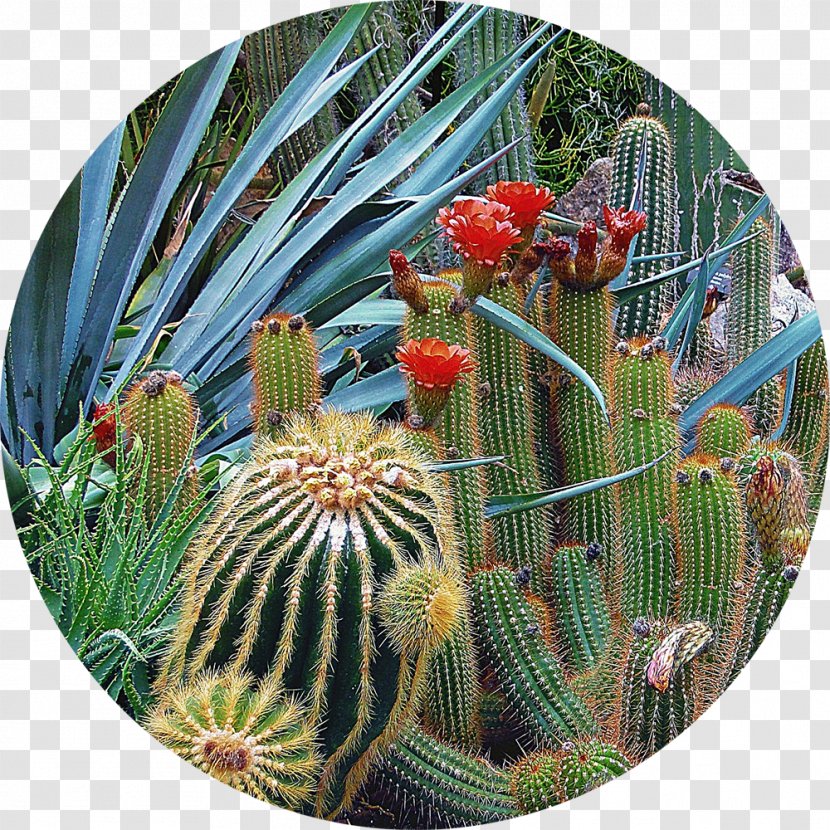 Tucson Botanical Gardens Desert Garden Westin La Paloma Resort & Spa - Sarah Vegetables Transparent PNG
