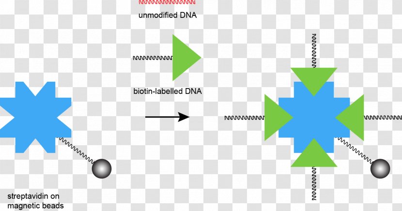 Streptavidin DNA Oligonucleotide Complementarity - Rna - Beads Transparent PNG