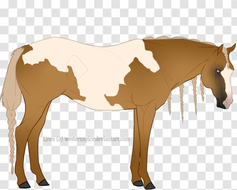 Mule Foal Stallion Mare Mustang - Yonni Meyer Transparent PNG