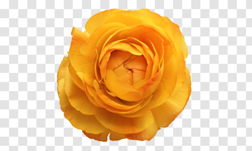 Flower Photoshop Plugin Rose - Petal Transparent PNG