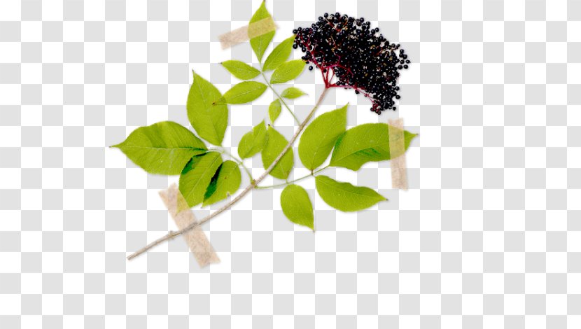 Elder Herb Shrub Dog-rose Rose Hip - Herbalism - Sambucus Nigra Transparent PNG