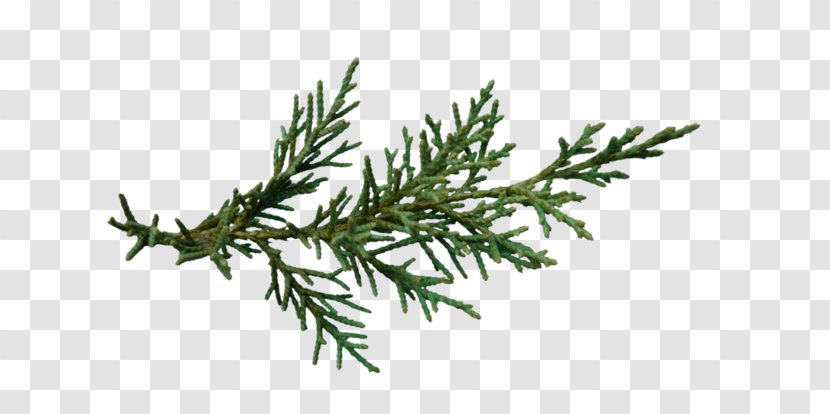 Christmas Tree Spruce Branch - Trunk Transparent PNG
