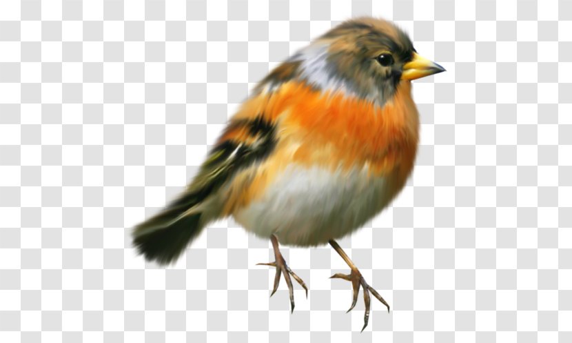Robin Bird - Chickadee - Brambling Transparent PNG