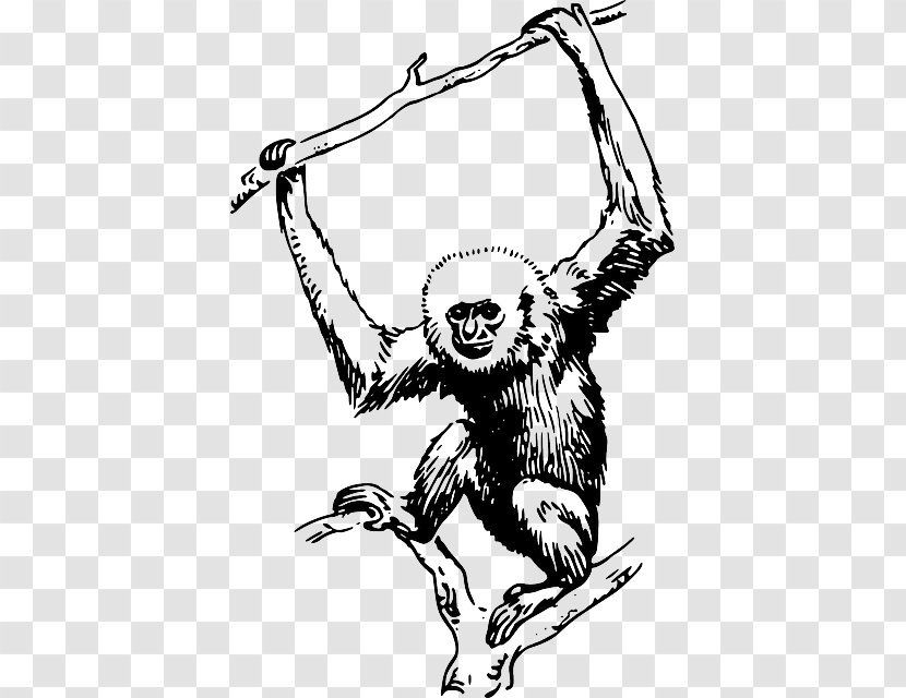 Primate Gorilla Gibbon Monkey Clip Art - Drawing - Nature，sea Animals，dolphin Transparent PNG