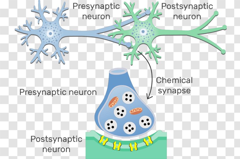 Electrical Synapse Neuron Postsynaptic Potential Chemical - Motor - Sensory Transparent PNG