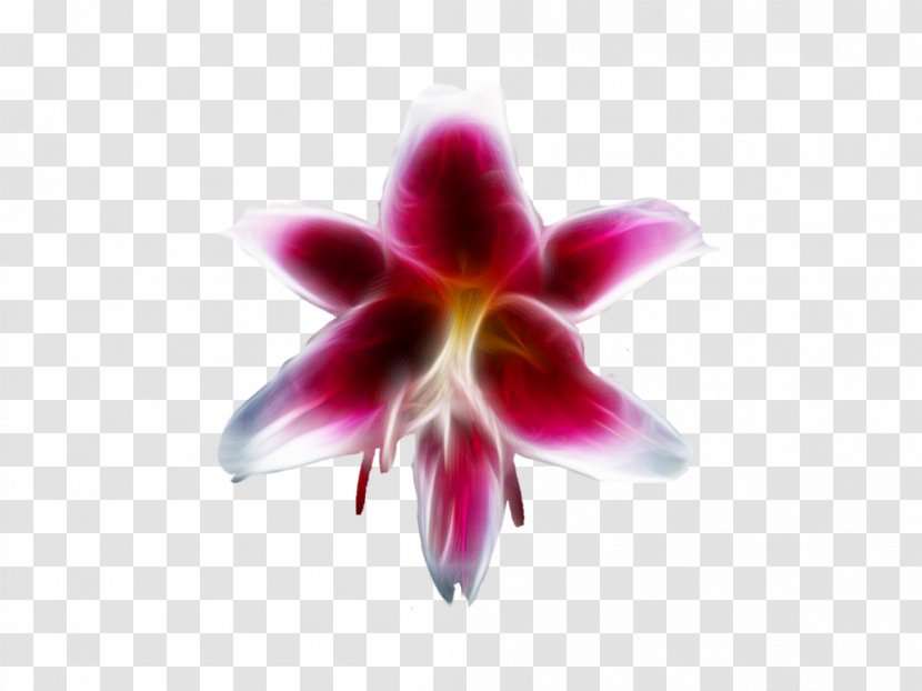 Moth Orchids Close-up - Magenta - Paint White Transparent PNG