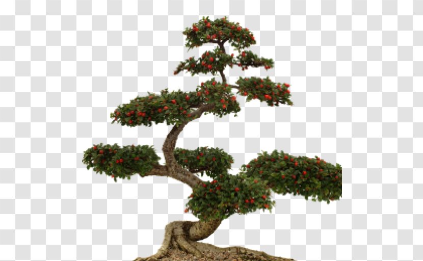 Bonsai Fukien Tea Tree Clip Art - Shrub Transparent PNG