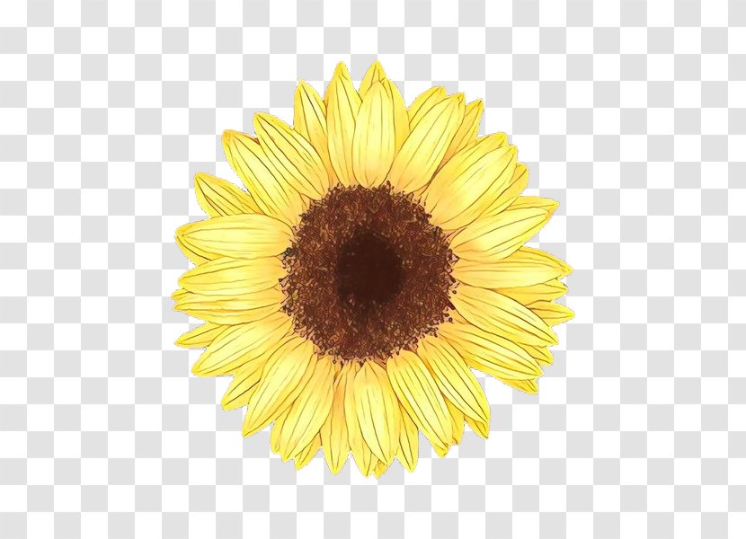 Sunflower - Flowering Plant - Daisy Family Asterales Transparent PNG