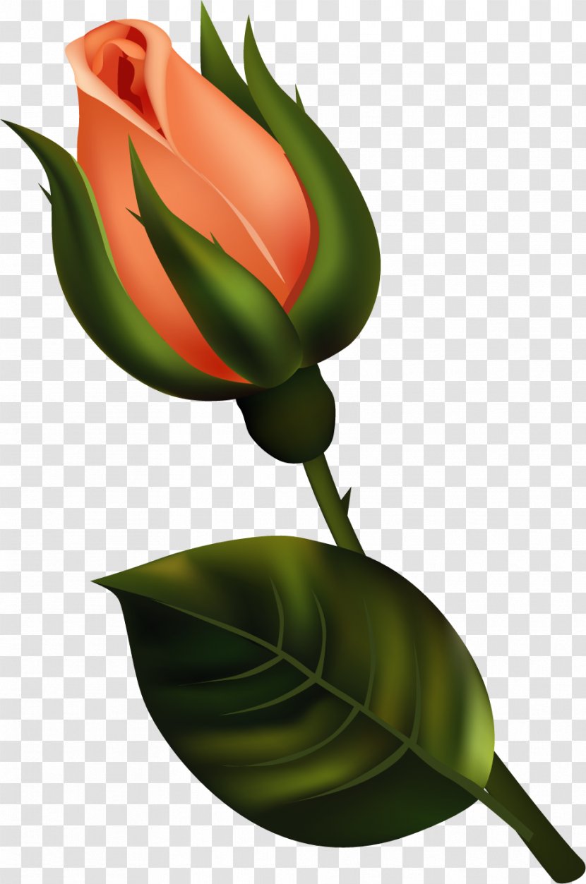 Bud Flower Clip Art - Seed Plant - Royaltyfree Transparent PNG
