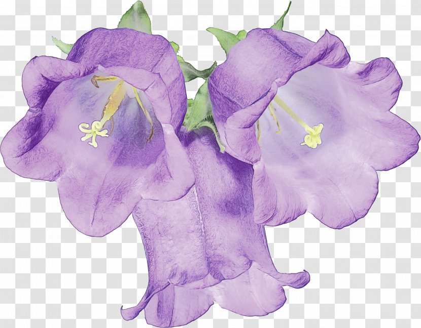 Lavender - Watercolor - Sweet Pea Flowering Plant Transparent PNG