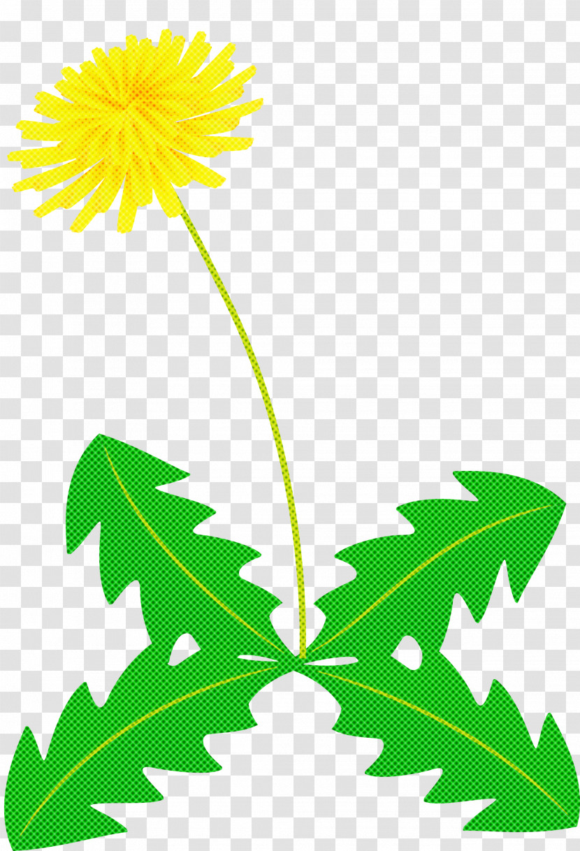 Dandelion Flower Transparent PNG