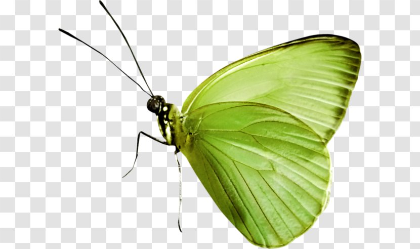 Butterfly Nymphalidae Insect Clip Art - Arthropod Transparent PNG