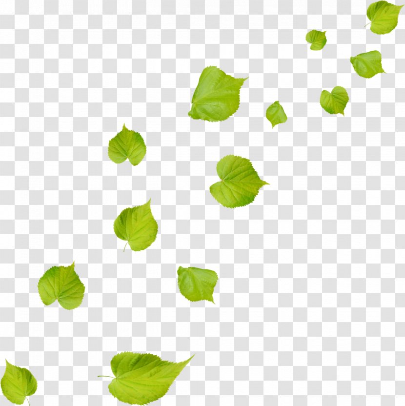 Leaf Green Design Color Download - Symbol Transparent PNG