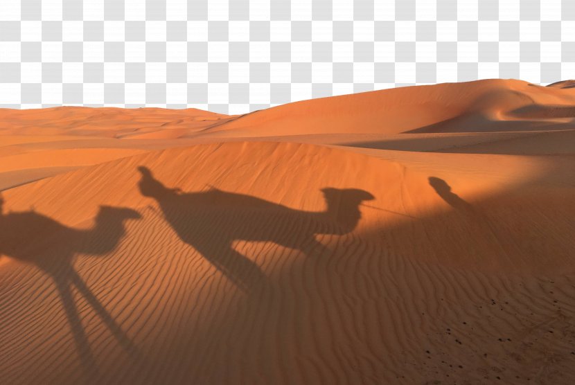 Dromedary Sahara Erg Desert - Camel Like Mammal - Golden Sunset Shadow Transparent PNG