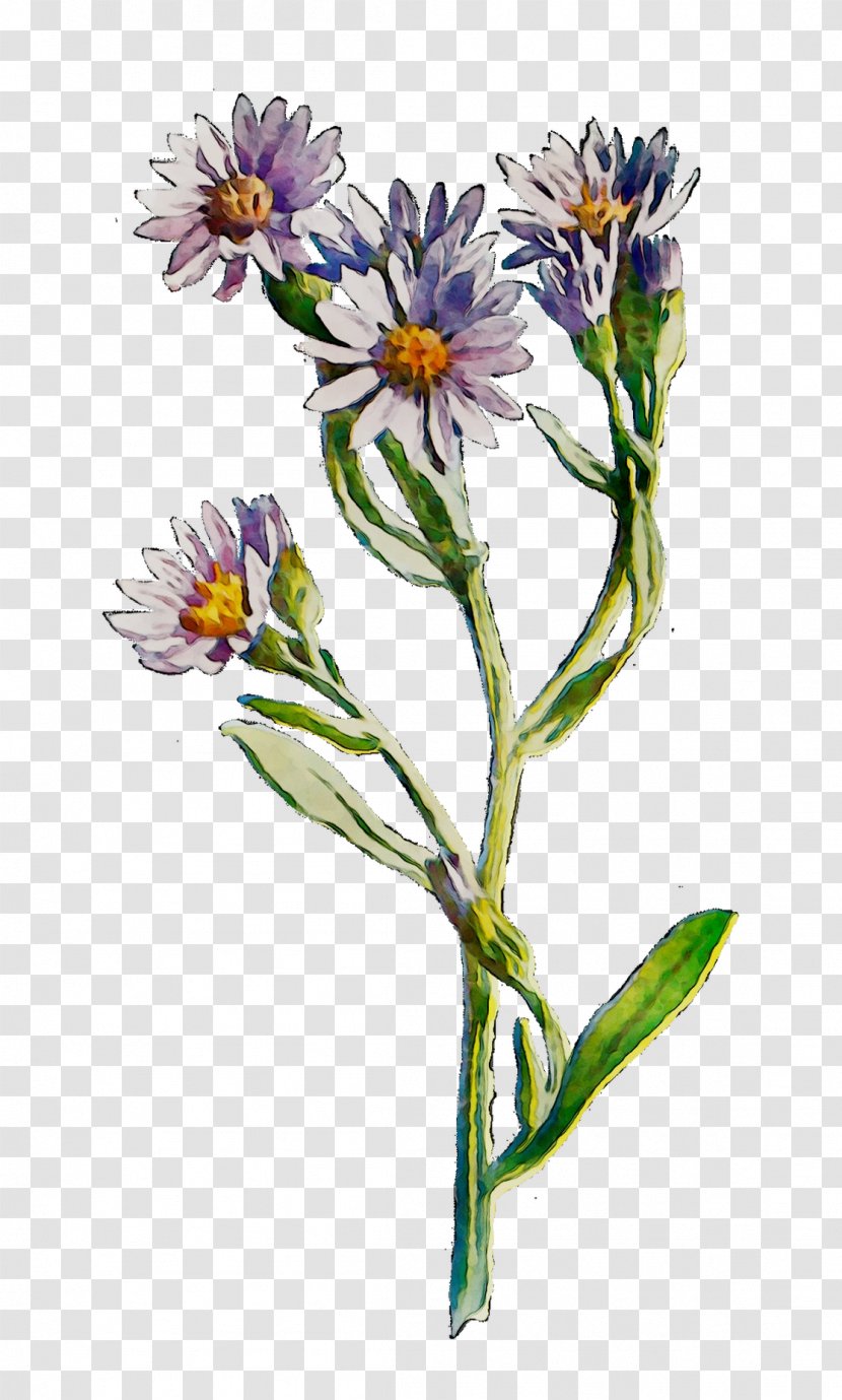 Cut Flowers Plant Stem Annual Plants - European Michaelmas Daisy - Wildflower Transparent PNG