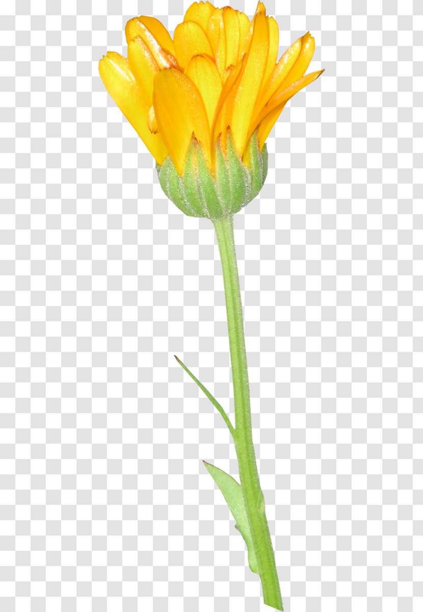 Tulip Light Flower Download Transparent PNG