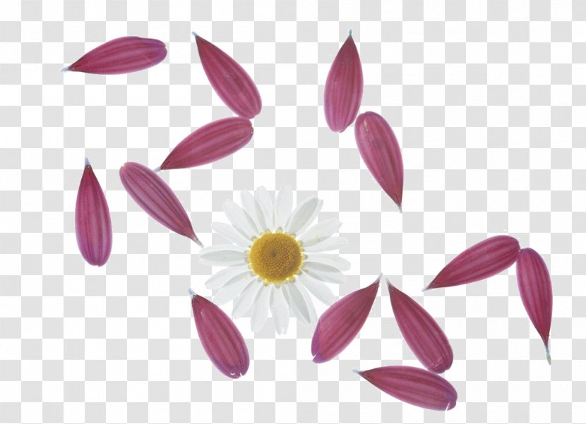Petal Drawing Flower - Plant - Free To Pull Petals Transparent PNG