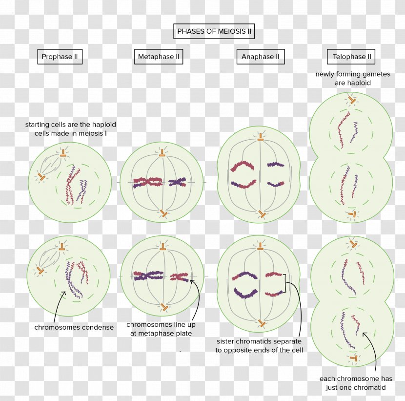 Homologous Chromosome Meiosis Cell Y - 5 - *2* Transparent PNG