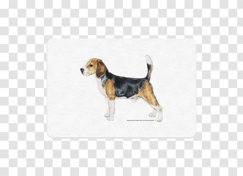 Beagle-Harrier English Foxhound American - Leash - Puppy Transparent PNG
