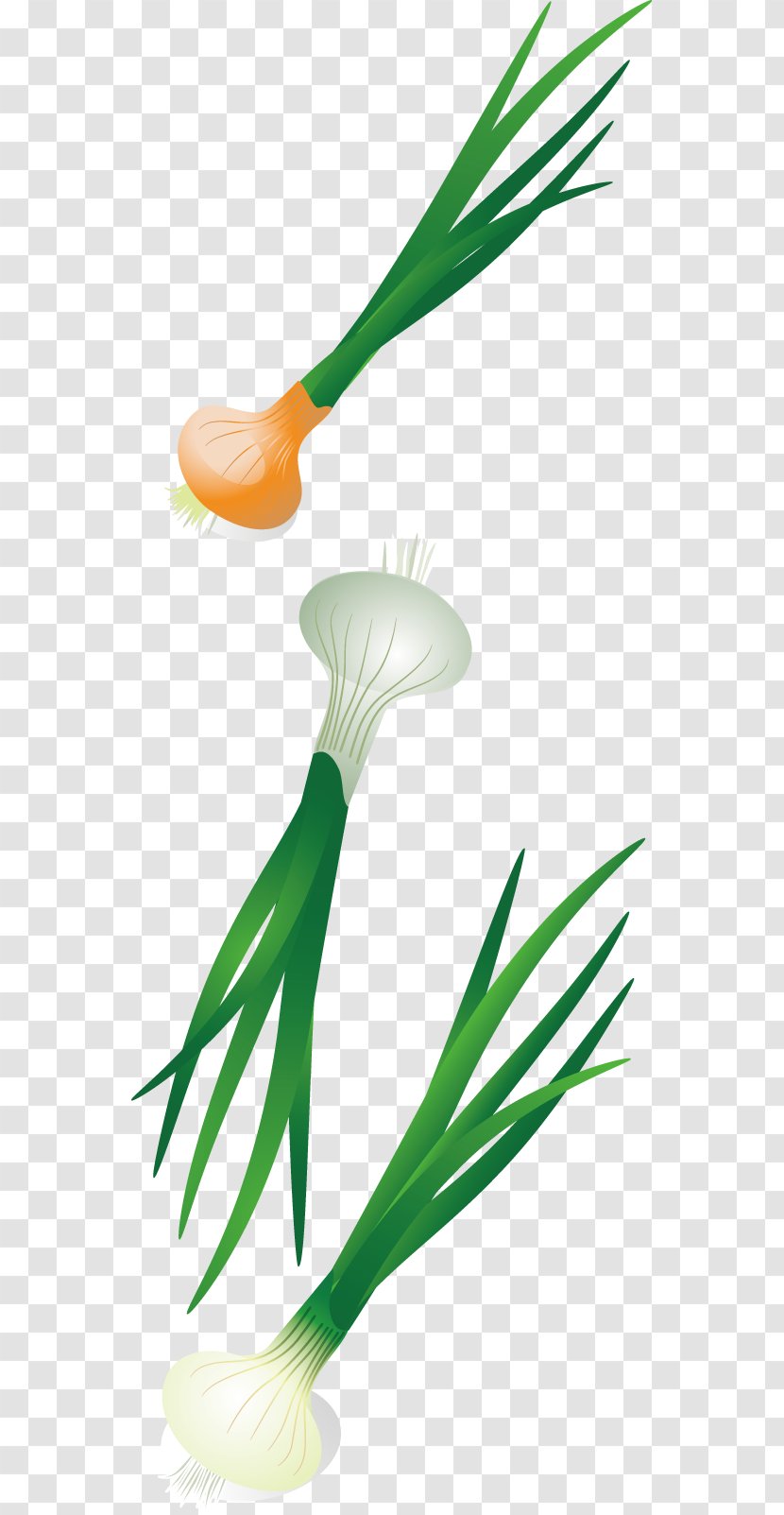 Vegetable Illustration - Flower - Vector Diagram Of A Design Onion Vegetables Transparent PNG