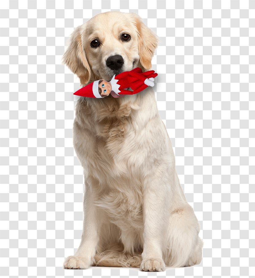 Labrador Retriever Pet How Your Dog Thinks Breed - Comes To Pay New Year's Call! Transparent PNG