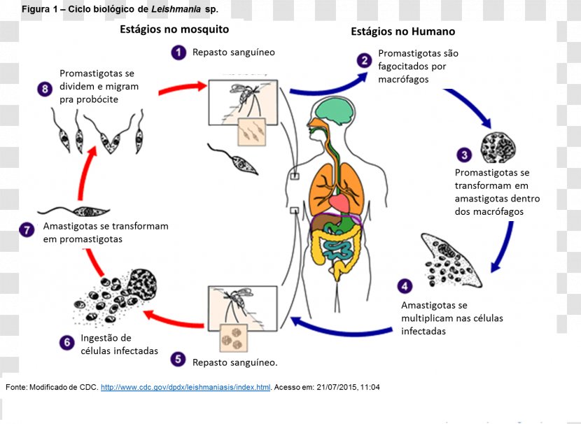 Leishmania Donovani Trypanosoma Brucei Phlebotomus Leishmaniasis Sandfly - Cartoon - Tree Transparent PNG