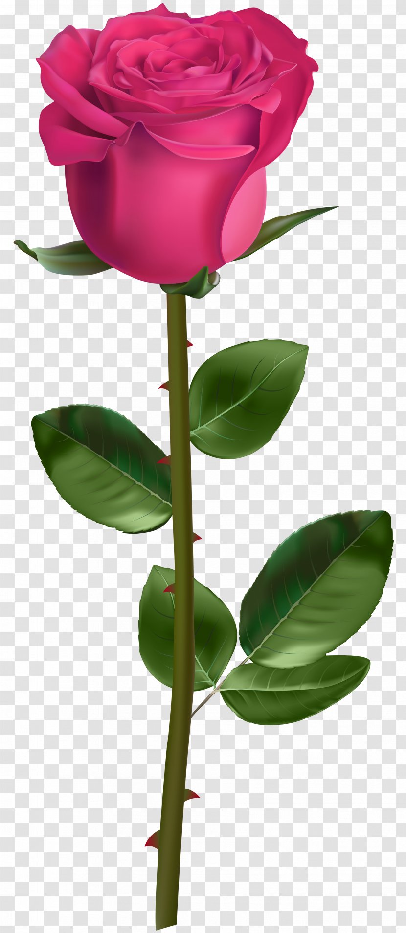 Rose Plant Stem Clip Art - Magenta Transparent PNG