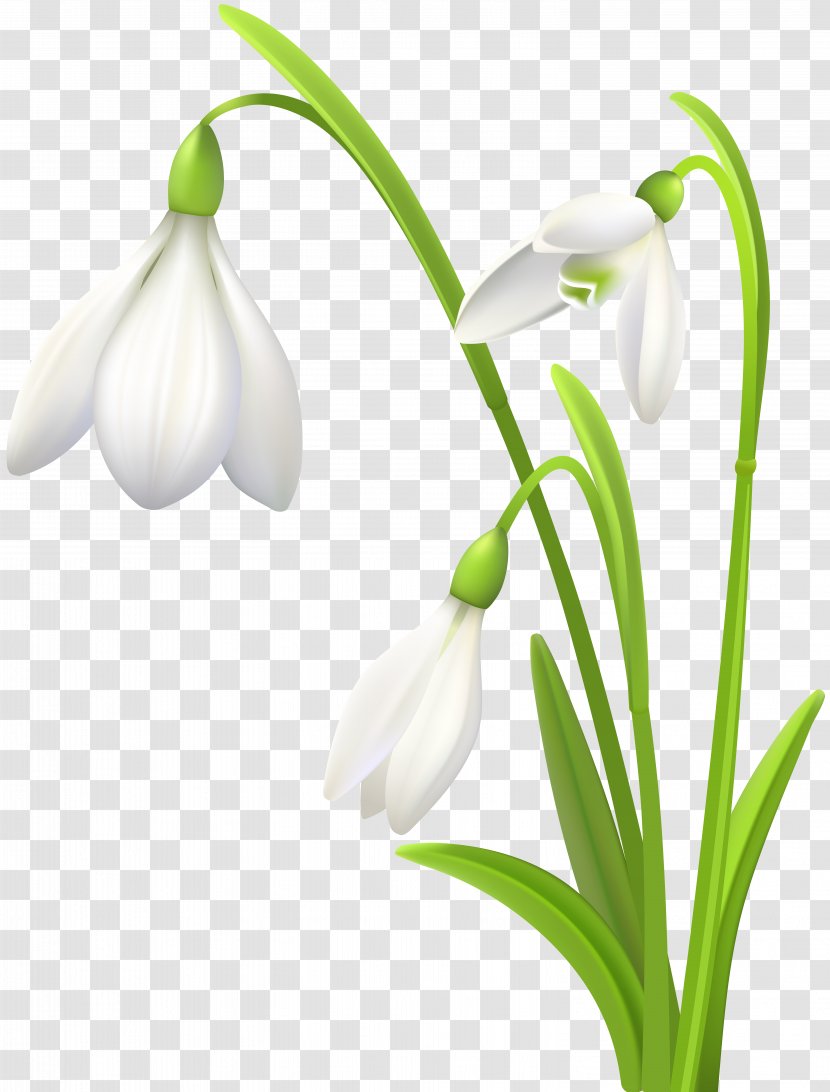 Snowdrop Clip Art - Flowering Plant - Kcs Transparent PNG