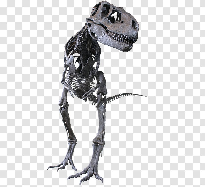 Albertosaurus Tyrannosaurus Rocky Mountain Dinosaur Resource Center Daspletosaurus Gorgosaurus - Tyrannosaurids - Fossil Turtle Skeleton Transparent PNG
