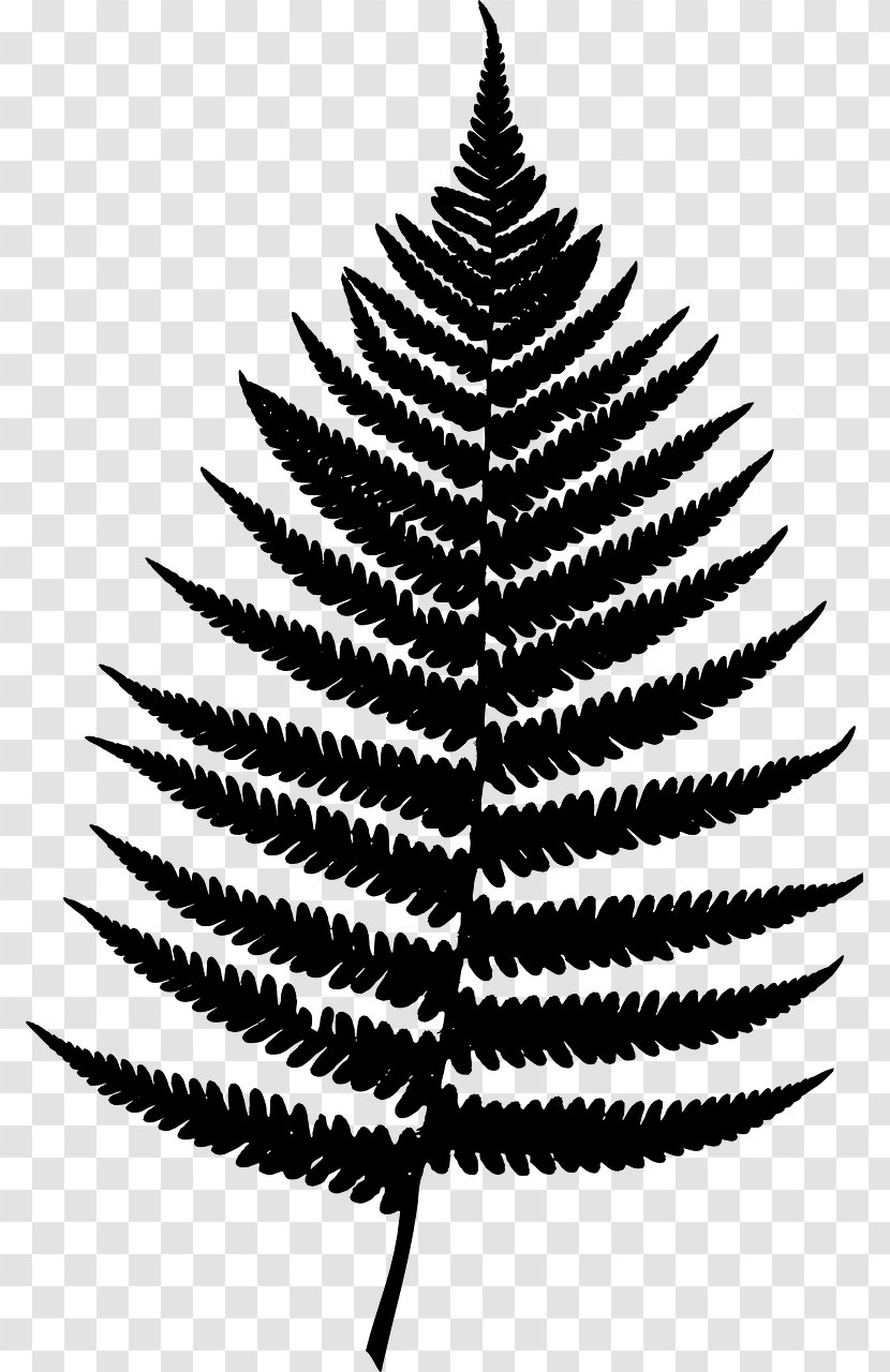 Poster Design Work Of Art Fir Vascular Plant - Pine Family - Leaf Transparent PNG