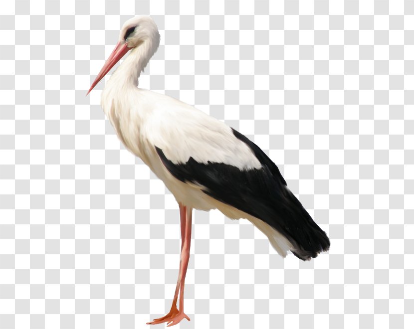 White Stork Gray Wolf Bird Crane Child - Marabou - Bed And Breakfast Transparent PNG