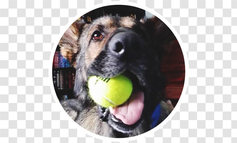 Dog Breed Snout Family Rescue - Group Transparent PNG