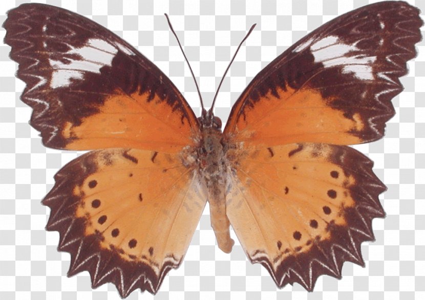 Butterfly Cethosia Cyane Stock Photography - Queen Transparent PNG