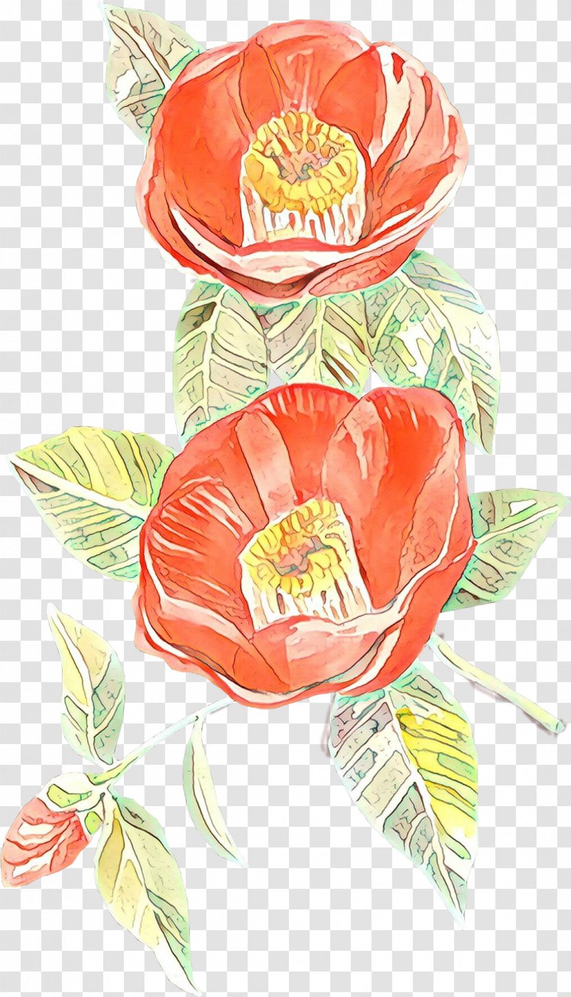 Flowers Background - Poppy Family - Anthurium Transparent PNG