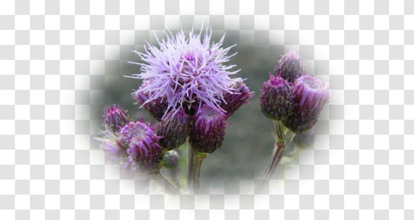 Thistle Cardoon Greater Burdock Outer Space Universe Transparent PNG