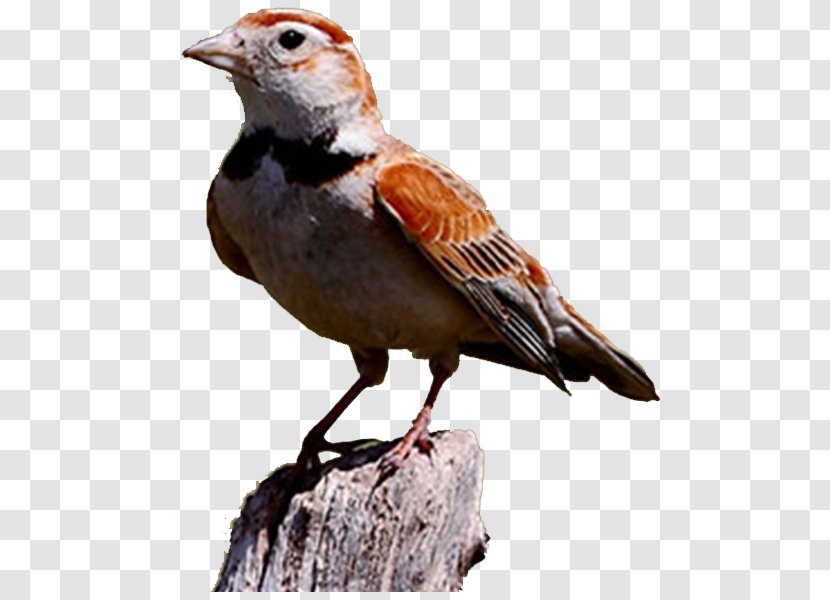 Lark Bird Mite Wallpaper - House Sparrow - Static Cute Birds Transparent PNG