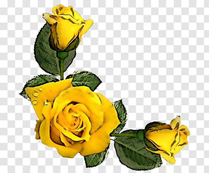Garden Roses - Rose - Cut Flowers Family Transparent PNG