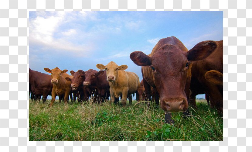 Beef Cattle Organic Food Meat - Health - Public Environmental Album Transparent PNG