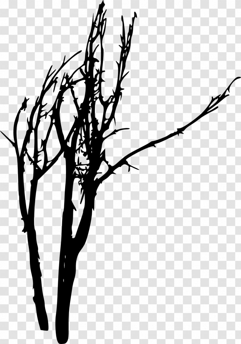Tree Photography Woody Plant Silhouette Twig - Art Transparent PNG