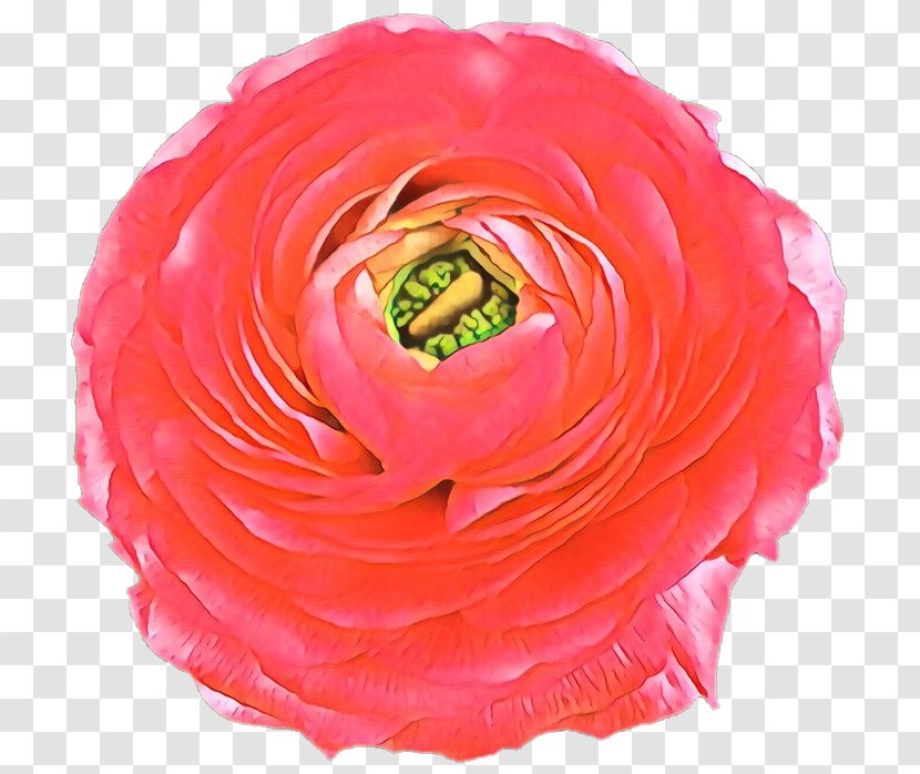 Garden Roses - Rose - Orange Plant Transparent PNG