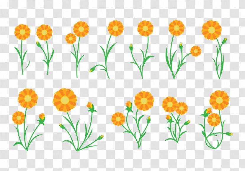 Calendula Officinalis Plant Cut Flowers Transparent PNG