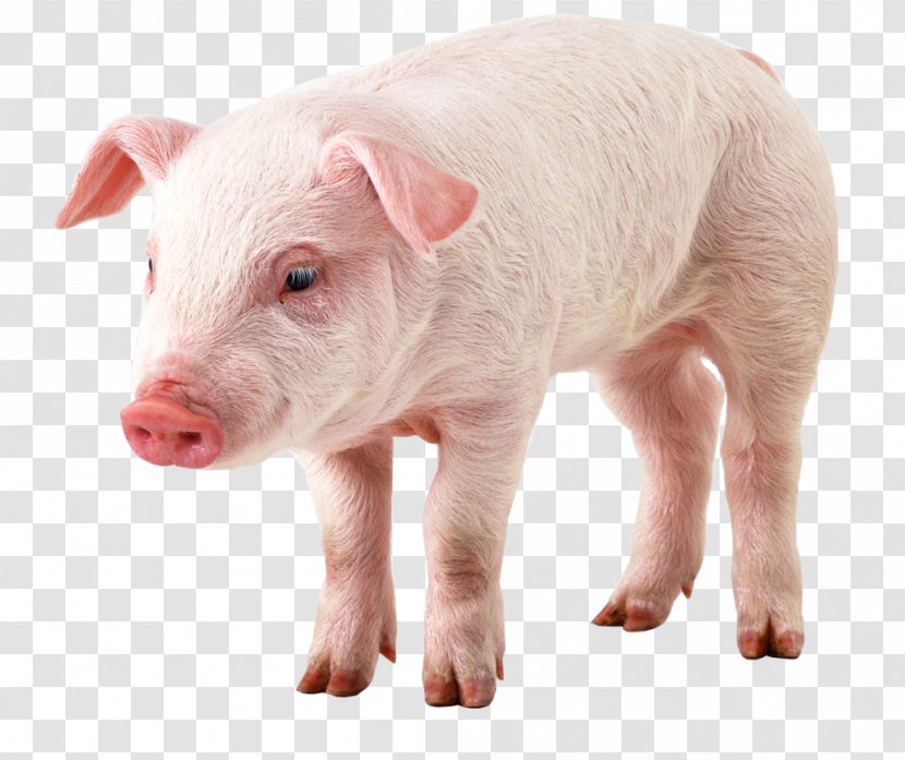 Domestic Pig Clip Art Transparent PNG